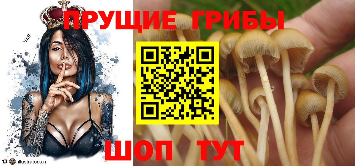 Псилоцибиновые грибы ЛСД  Вход с VPN  где купить   Котовск  Псилоцибиновые грибы мицелий 